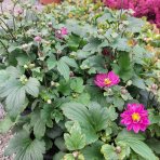 Veternica japonská (Anemone × hybrida) 'PAMINA' - kont. C2L